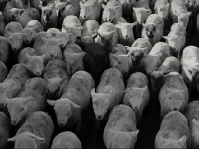 modern_times_chaplin_black_sheep